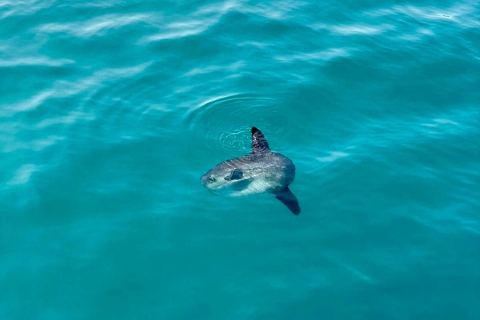 Malaga : Excursion en bateau pour observer les dauphins sur la côte de Benalmádena