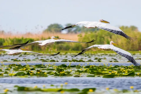PREMIUM TOUR - From Bucharest: Day Trip to Danube Delta