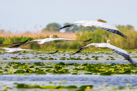 Från Bukarest: Dagsutflykt till Donaudeltat