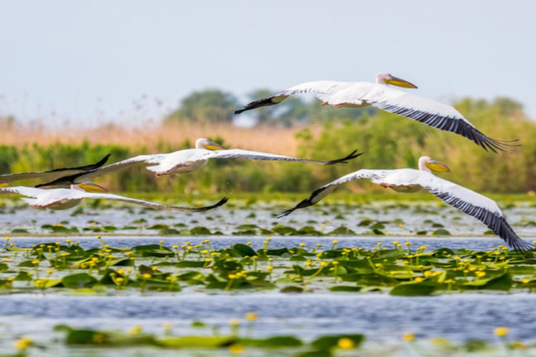 Från Bukarest: Dagsutflykt till Donaudeltat