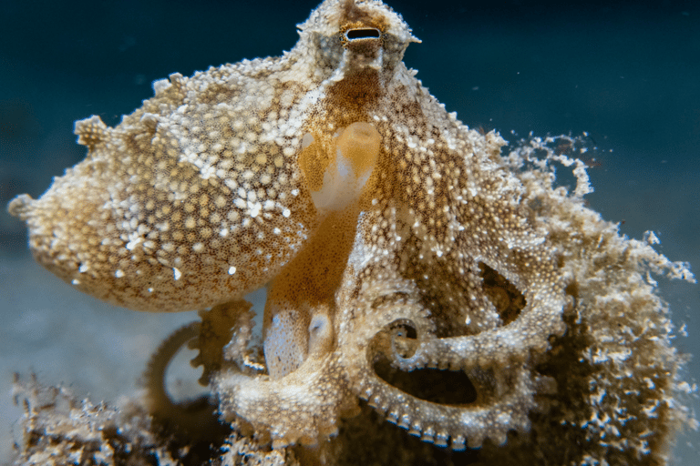 Oman: Discover Scuba Diving Experience