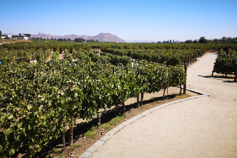 Excursión ampliada a Concha y Toro con 7 degustaciones y Lapislázuli