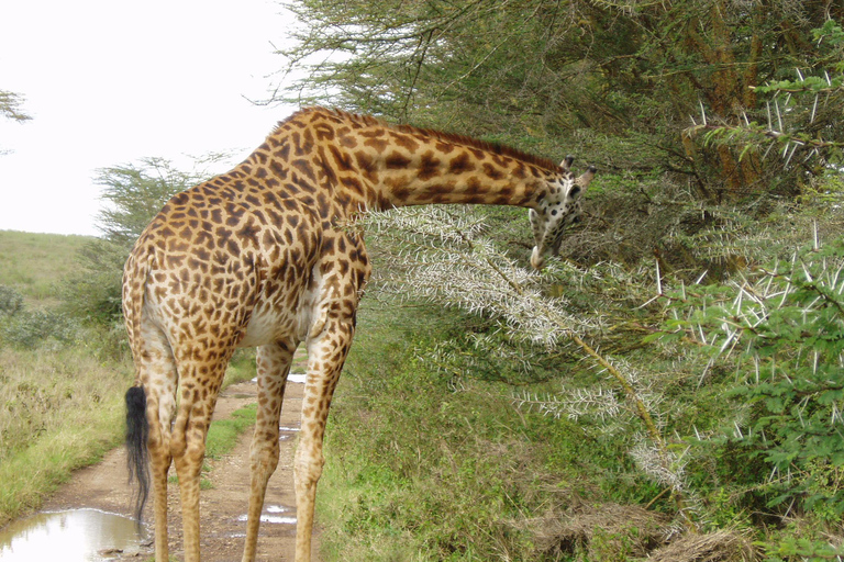 Nairobi; Excursión en vehículo por el Parque Nacional con servicio de recogida