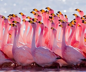 From Uyuni: Geyser and Uyuni Salt Flats 3-Days | Flamingos |