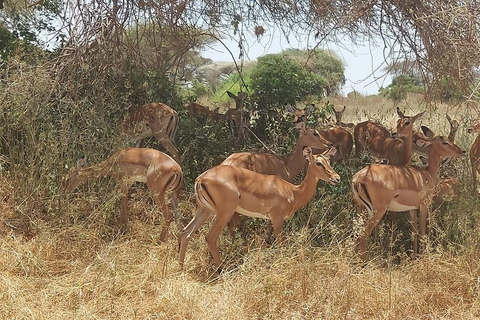 Mombasa:2-Day Tsavo East Wildlife Safari with Overnight Stay