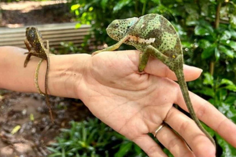 ZANZIBAR: Isola delle Prigioni, Foresta di Jozani e Butterfly CenterIL TOUR PRIVATO INCLUDE IL SERVIZIO DI PRELIEVO E RIENTRO IN HOTEL