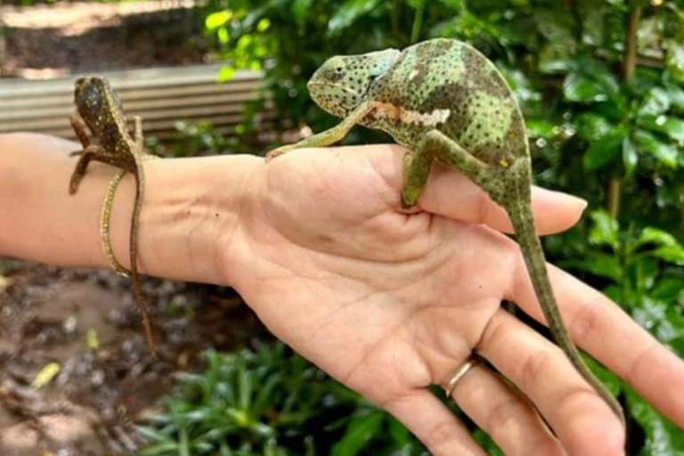 ZANZIBAR: Isola delle Prigioni, Foresta di Jozani e Butterfly CenterIL TOUR PRIVATO INCLUDE IL SERVIZIO DI PRELIEVO E RIENTRO IN HOTEL