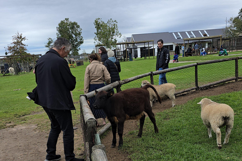 Cape Town: Cruise Passengers sunset Safari & Wine Tour