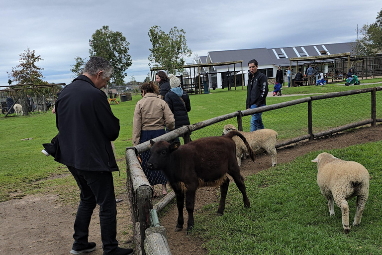 Cape Town: Cruise Passengers sunset Safari & Wine Tour