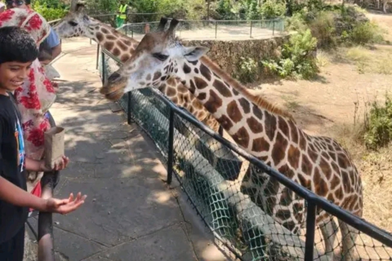 Mombasa: Half-Day Haller Park Giraffes Feeding Experience