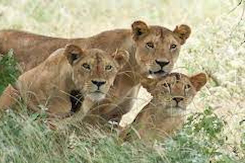 Kampala: Safari de 2 días por la fauna salvaje de la Reina Isabel