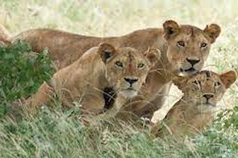 Kampala: Safari de 2 días por la fauna salvaje de la Reina Isabel