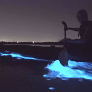 Auckland: Night Kayak Tour in Glowing Bioluminescent Waters