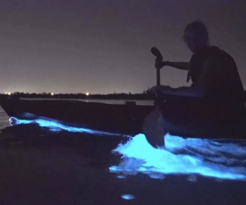 Auckland: Bioluminescence Kayak Tour