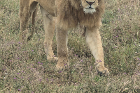 Arusha: 4 giorni di safari nel Serengeti e nel cratere Ngorongoro