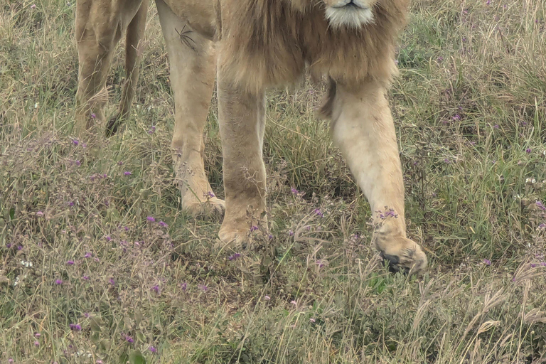 Arusha: 4 giorni di safari nel Serengeti e nel cratere Ngorongoro
