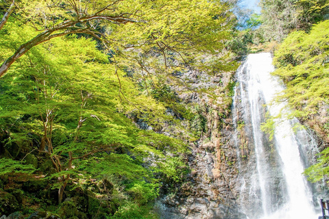 Parque Minoo: caminhada guiada pela natureza