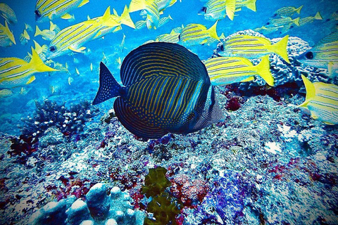 Aventure des étoiles de mer, déjeuner au Rock, visite des dauphins de Mnemba