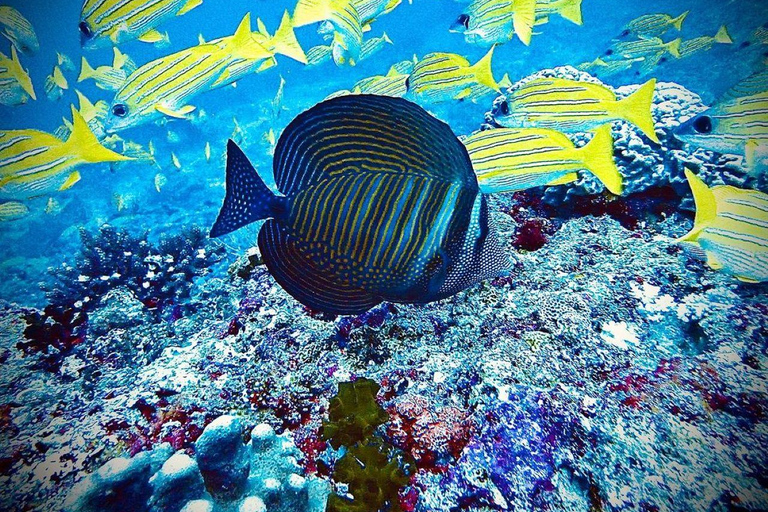 Aventure des étoiles de mer, déjeuner au Rock, visite des dauphins de Mnemba