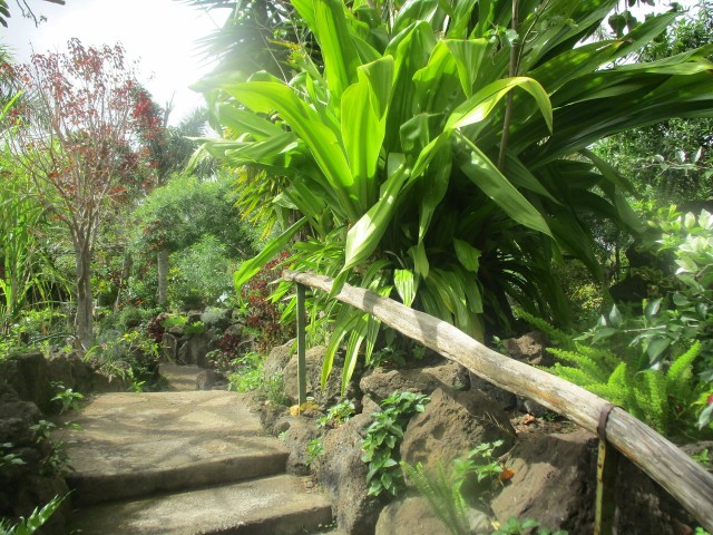 Visit Tau Kiani botanical garden in Hanga Roa