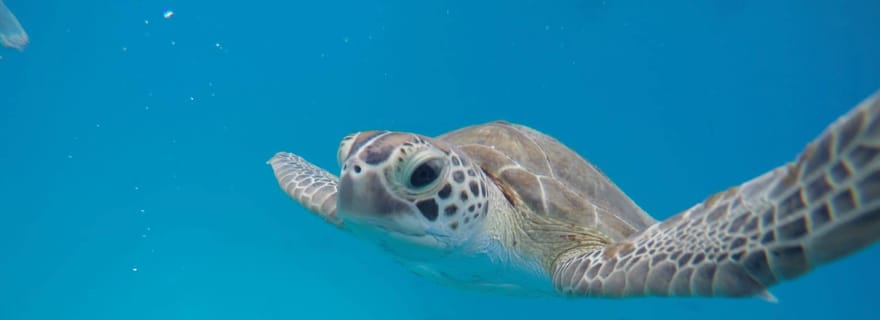 Bridgetown : visite de la réserve naturelle et croisière dans la baie de Carlisle