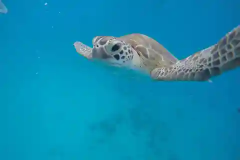 Bridgetown: Wildlife Reserve Tour and Carlisle Bay Cruise