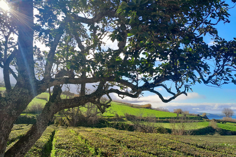 São Miguel: Ganztagestour zum Vulkan Furnas und zur Nordeste