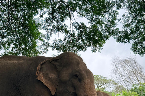 Chiang Mai Adventure: Rafting, ATV & Elephants Experience. Bamboo rafting (4km.) & 1 hrs. ATV.
