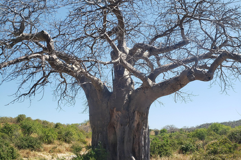 Arusza: 5-dniowe safari w Tanzanii w przystępnej cenie