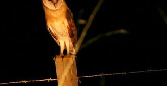 Madeira: Barn Owl Watching