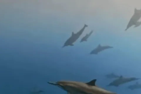 Incontro con i delfini selvatici e avventura di snorkeling - Mauritius.
