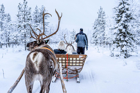 Da Rovaniemi: Visita alla fattoria delle renne con giro in slitta