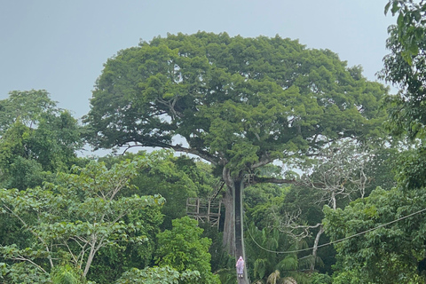 Canopy Tower, Zipline, Kajak, och Monkey Island ...