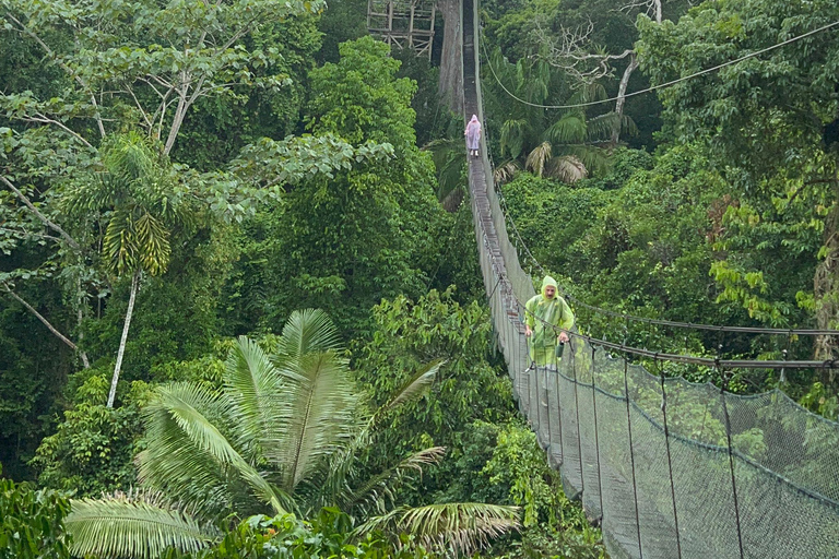 Tour à canopée, tyrolienne, kayak et île aux singes ...