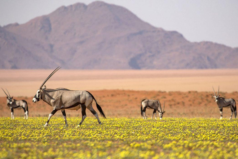 From Windhoek: 6-Day Namibia Safari with Lodging & Meals