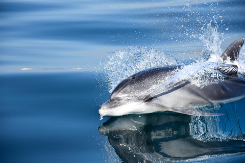 New: Into the Wild - 3H w/Marine Biologists - dolphins &more