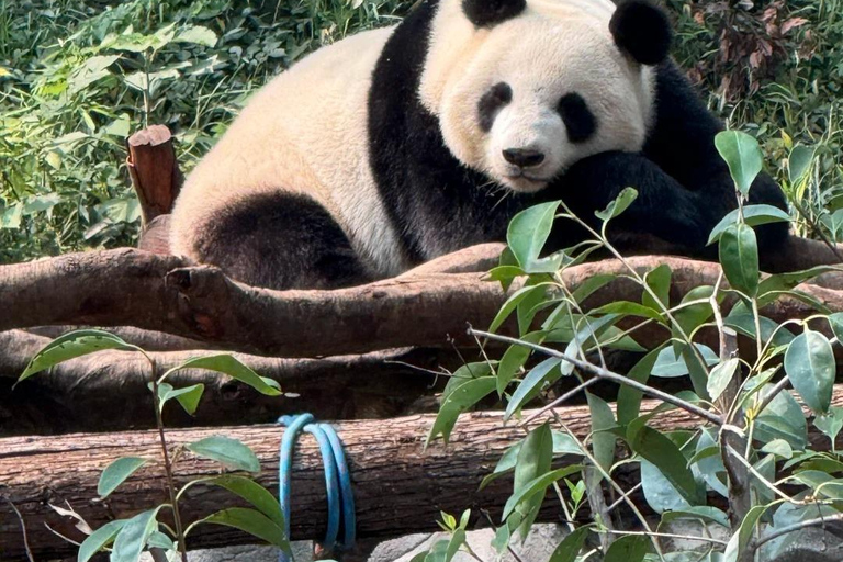 Shenzhen: Giant Panda Encounter and Safari Park