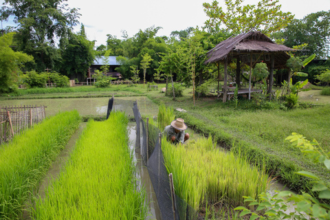 Chiang Mai: Búfalo tailandés y experiencia de siembra de arroz