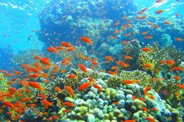 Sharm El-Sheikh : White Island &amp; Ras Mohammed Snorkel TripExcursion en bateau avec équipement de plongée en apnée