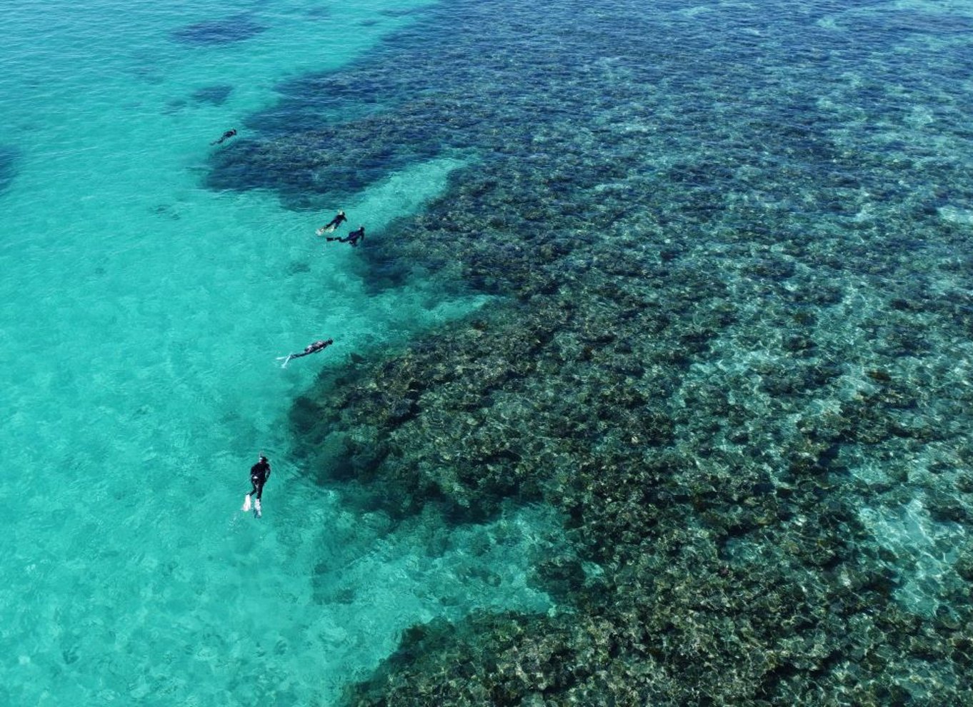 Dagstur med dykning på det sydlige Great Barrier Reef