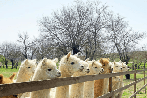 Tour particular de alpaca com guia