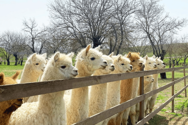 Alpaca privétour met gids