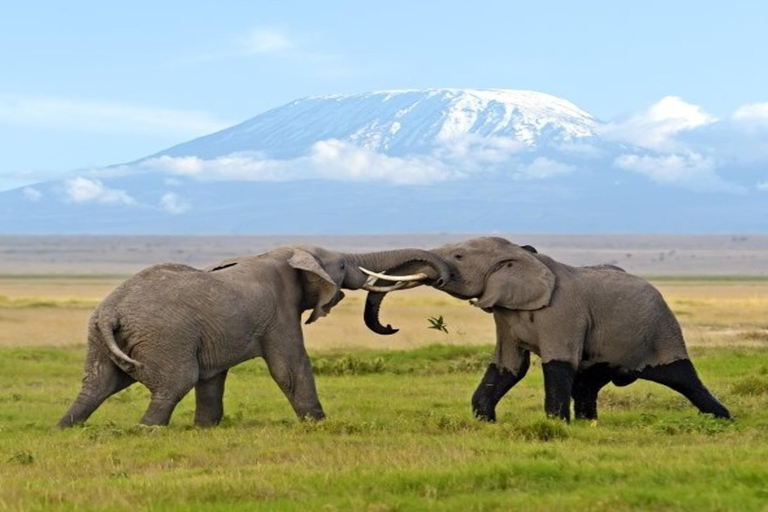 Nairobi: 2-tägige Safari im Amboseli-Nationalpark