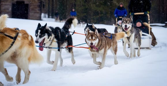 Rovaniemi: Drive Your Own Husky Team (5–8 km) & BBQ