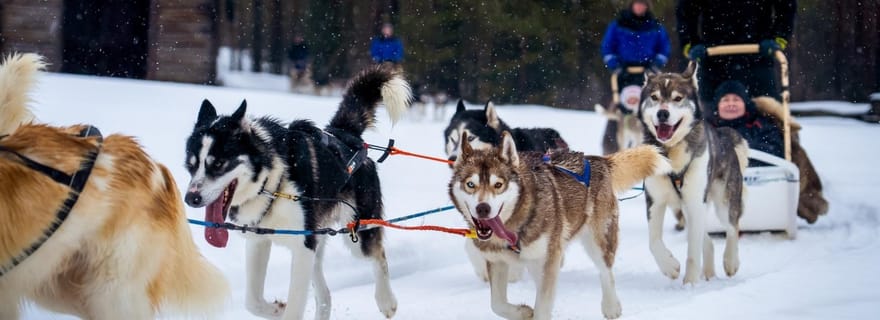 Rovaniemi: Conduza seu próprio trenó de huskies (5–8 km) e churrasco