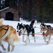 Rovaniemi: conduce tu propio equipo de huskies (5-8 km) y barbacoa