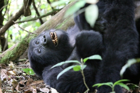 3 jours d'observation des gorilles dans la forêt de BwindiVisite privée et de groupe