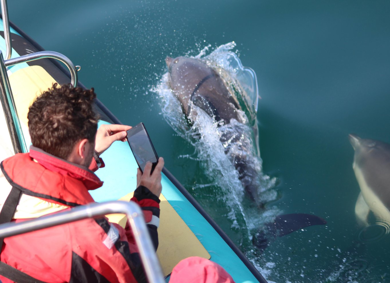 Falmouth: 2 timers RIB-tur til observation af dyrelivet