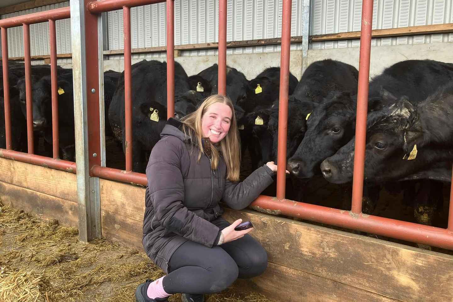 Campview Farm, Ballyshannon: Cuddle a Cow Experience