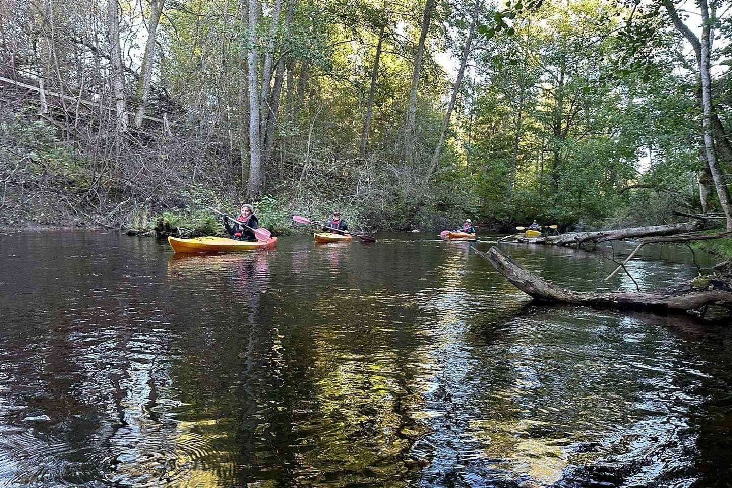 Dals Långed: Steneby River Kayaking Tour